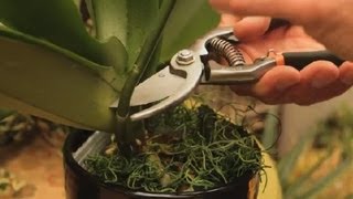 Where to Cut an Orchid Plant  Orchid Care amp More [upl. by Eirrac]