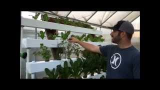 Hydroponic NFT with Bucket System  Dutch Bucket [upl. by Efrem416]