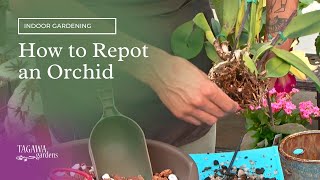 How to Repot or Transplant an Orchid by Tagawa Gardens [upl. by Wadlinger]