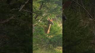 Anticosti Island Deer Hunt [upl. by Serene559]