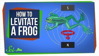 Diamagnetism How to Levitate a Frog [upl. by Etka503]