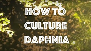 How To Culture Daphnia Magna [upl. by Enehpets169]