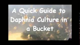 How to culture daphnia outside [upl. by Roswald]