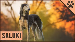 Saluki Dog Breed  The Persian Sighthound [upl. by Keemahs]