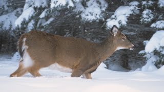 Whitetail deer hunting trip Anticosti 2016 [upl. by Kirred63]