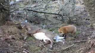 Red fox eating an Anticosti buck [upl. by Peednam]