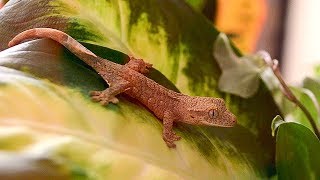 Crested Gecko Babies  Setting up a Bioactive Enclosure [upl. by Kelam]