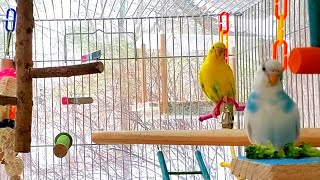 The Best 3 Hours PARAKEETS singing NEW [upl. by Lokim]