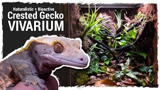 Naturalistic  Bioactive Crested Gecko Vivarium Housing Henry 20 [upl. by Sturges]