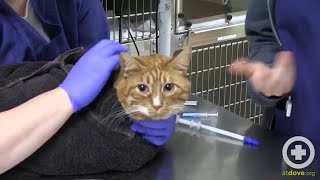 How to Administer Oral Medication to Cats [upl. by Laurence]