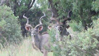 Hunting In South Africa Video This Is What Its Like [upl. by Evita]