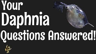 Daphnia Questions Answered [upl. by Arracat]