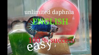 daphnia moina culture Easy way Unlimited production English  with sub Green water Chlorella [upl. by Dronel812]