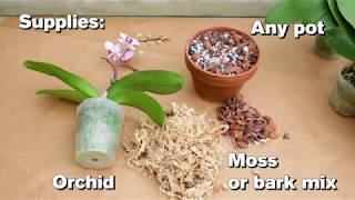 How to Repot an Orchid [upl. by Joete]