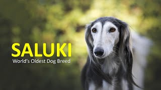 Saluki – Dog Breed Information About Worlds Oldest Dog Breed [upl. by Ienttirb329]