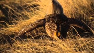 The Grouse Dance of American Prairie Reserve [upl. by Asha]