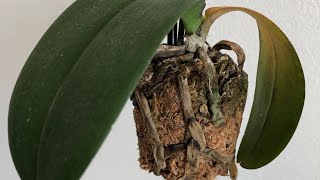 My Orchid Is Dying Phalaenopsis Orchid Rescue Repotting [upl. by Allecram884]