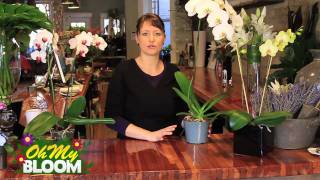 How to properly care for Orchids [upl. by Upali]