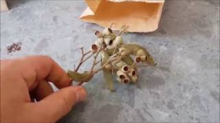 Growing Eucalyptus from seed  How To [upl. by Ahtamas]