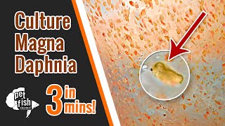 How to culture DAPHNIA MAGNA  The easy way [upl. by Nodnelg58]