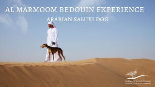 Al Marmoom Bedouin Experience  Arabian Saluki Dog [upl. by Linus]