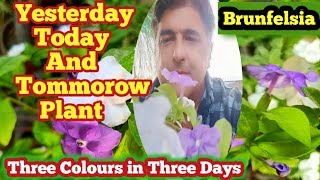 How to grow a Yesterday today tomorrow plant  Brunfelsia pauciflora  hindi Urdu [upl. by Pierrepont697]