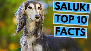 Saluki  TOP 10 Interesting Facts [upl. by Nylesoy]