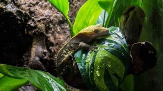 NaturalisticBioactive Crested Gecko Vivarium Build Housing Henry [upl. by Ozen]