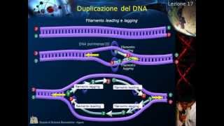 Citologia  Lezione 17 Duplicazione del DNA [upl. by Aelahc486]