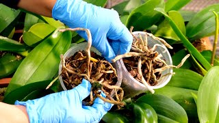 Orchids rescue Reviving very sick orchids [upl. by Wiencke]