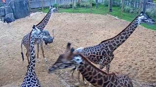 Houston Zoo Giraffe Platform Cam  Feeding Live Cam  Ozolio Webcam Services [upl. by Ardnauq184]