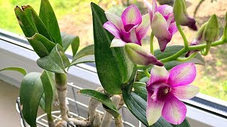 How to Grow Orchids Growing Orchids Orchid Care [upl. by Holtz691]