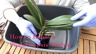 Repotting a Phalaenopsis Orchid  Beginner Care Tips [upl. by Mitchel]