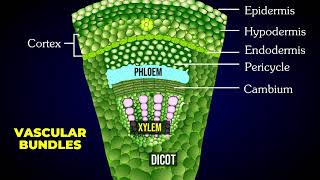 THE TISSUE SYSTEM  EPIDERMAL  VASCULAR  GROUND OR FUNDAMENTAL TISSUE SYSTEM [upl. by Atil]