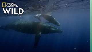 Humpback Whales Arrive in Hawaii For Mating Season  Nat Geo Wild [upl. by Reppiks]