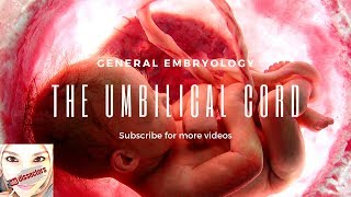 Medical embryology  The umbilical cord [upl. by Lleneg]