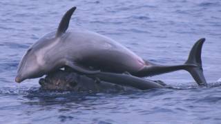 Science Bulletins Whales Give Dolphins a Lift [upl. by Zack589]