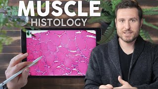 Muscle Histology Explained for Beginners  Corporis [upl. by Errised]