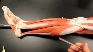 MUSCULAR SYSTEM ANATOMY Lateral leg region muscles model description Somso [upl. by Rowan934]