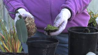 Plant Care amp Gardening  How to Transplant Orchids [upl. by Otrebilif546]