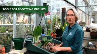 How to RePot an Orchid [upl. by Dudley]