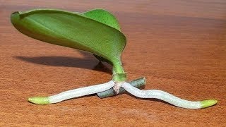 How to Grow Orchids from Stem Cuttings [upl. by Candra266]