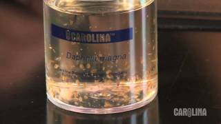 How to Care for Daphnia [upl. by Airdnassac]