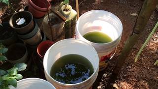 How to grow Green Water Algae [upl. by Cinom]