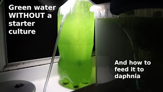 Green Water WITHOUT a Starter Culture  From Scratch  How To [upl. by Harlan]