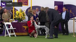 Salukis  Breed Judging 2020 [upl. by Lertram795]