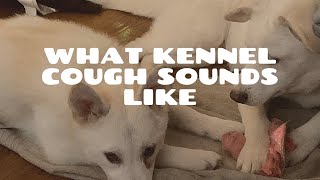 What Kennel Cough Sounds Like [upl. by Idleman]