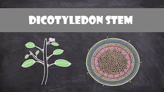 Dicot Stem Structure and Function  Plant Biology [upl. by Schonthal690]