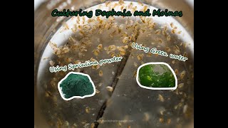 How To Culture Daphnia and Moinas using Green Water Spirulina powder [upl. by Zoltai]