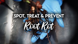 Root Rot 101  How to Spot Treat and PREVENT Root Rot [upl. by Adnarram]